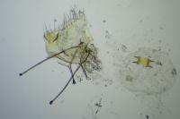 Bryotropha dryadella