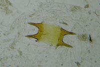 Bryotropha dryadella