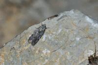 Teleiodes saltuum