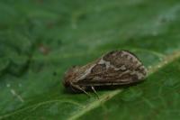 Korscheltellus lupulinus