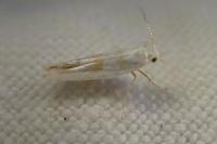 Argyresthia submontana