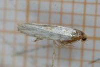 Argyresthia submontana