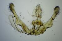 Piniphila bifasciana