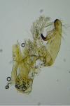 Aproaerema suecicella