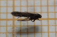 Aproaerema suecicella