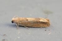 Eucosma conterminana