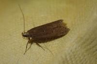 Neofaculta ericetella