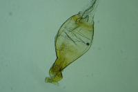 Neofaculta ericetella