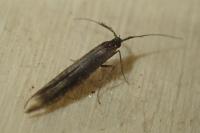 Coleophora aleramica