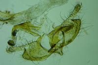 Coleophora aleramica