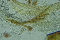 Coleophora aleramica
