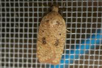 Agonopterix irrorata