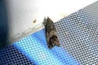 Cydia fagiglandana/splendana