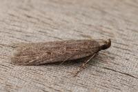 Neofaculta ericetella