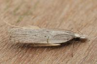 Dichomeris limbipunctella