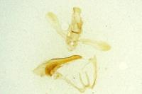 Dichomeris limbipunctella