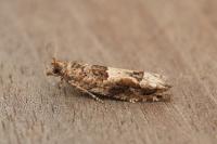Crocidosema plebejana