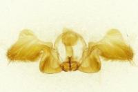 Crocidosema plebejana