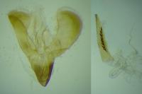 Caloptilia robustella