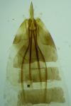 Nematopogon swammerdamella