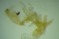 Aproaerema suecicella