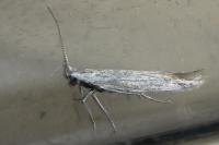 Coleophora vulnerariae