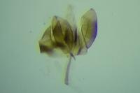 Bucculatrix ulmella