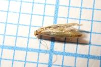 Tischeria ekebladella
