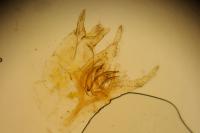 Tischeria ekebladella