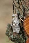 Cossus cossus