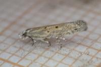 Ephysteris diminutella