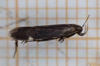 Aproaerema patruella