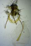Cnephasia