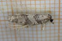 Cnephasia