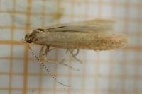Coleophora lutipennella