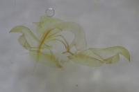 Stenoptilia pterodactyla