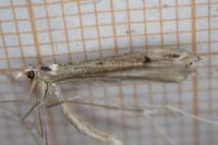 Stenoptilia pterodactyla