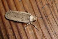Depressaria eryngiella
