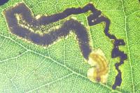 Stigmella suberivora