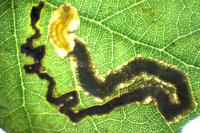 Stigmella suberivora