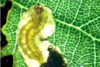 Stigmella suberivora