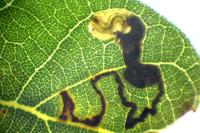 Ectoedemia heringella