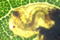 Ectoedemia heringella