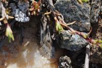 Sattleria