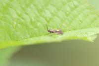 Esperia sulphurella