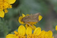 Acompsia tripunctella