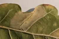 Phyllonorycter messaniella