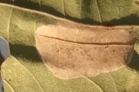 Phyllonorycter messaniella