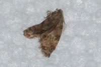 Isotrias