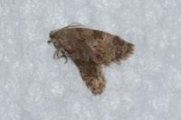 Isotrias